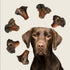 ROAM Pet Treats Large Gnaw-Kle Ostrich Knuckle Dog Chew for Medium to Large Dogs, 10.2 Ounce (Pack of 3)