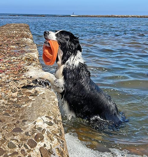Van Ness Pets Doggi Catch and Carry Flying Disc - Large Floating Dog Toy, Orange