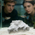 Genrico Shrimp Cave Stable Shelter with Realistic Design and Decoration, Fish Tank Hideouts For Feeding, Hideaway