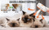 2024 Multifunctional Cat Dog Hair Brush, 3 In 1 Steamy Grooming Brush for Removing Tangled Hair (Khaki)