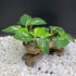 Smoothedo-Pets Aquarium Decor Ornaments, Betta Silk Leaf Pad Hammock & Artificial Driftwood Cave for Goldfish Bowl