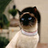 Rhinestone Dog Collar, Cute Dazzling Sparkling Soft Suede Leather Collar, Crystal Diamond Pet Collar (Hot Pink, XXS)