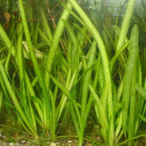 6 Marcus Fish Tanks Jungle Val - Jungle Vallisneria Live Aquarium Freshwater Plants