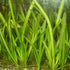 6 Marcus Fish Tanks Jungle Val - Jungle Vallisneria Live Aquarium Freshwater Plants