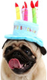 Cute Dog Cat Birthday Cake Hat, Pet Cap with 5 Color Candles Design, Custom Accessory (One Size Fits Most, Blue)