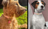 Soft Cotton Dog Collar with Metal Buckle, Adjustable Heavy Duty Comfy Corduroy for Small Medium Large Dogs, Light Pink,