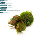 albivenis) 1 Pack SubstrateSource Live Planted Decor - Nerve Plant (Fittonia on Clay Moss Ball - Low to Medium Light