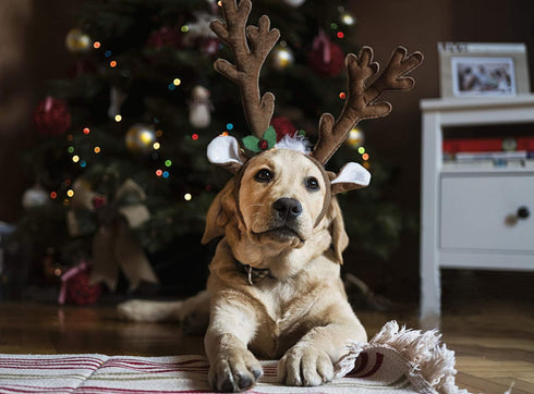 BWOGUE Dog Christmas Elk Reindeer Antlers Headbands Set, Pet Christmas Costume Accessories for Medium Large Dogs