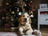 BWOGUE Dog Christmas Elk Reindeer Antlers Headbands Set, Pet Christmas Costume Accessories for Medium Large Dogs