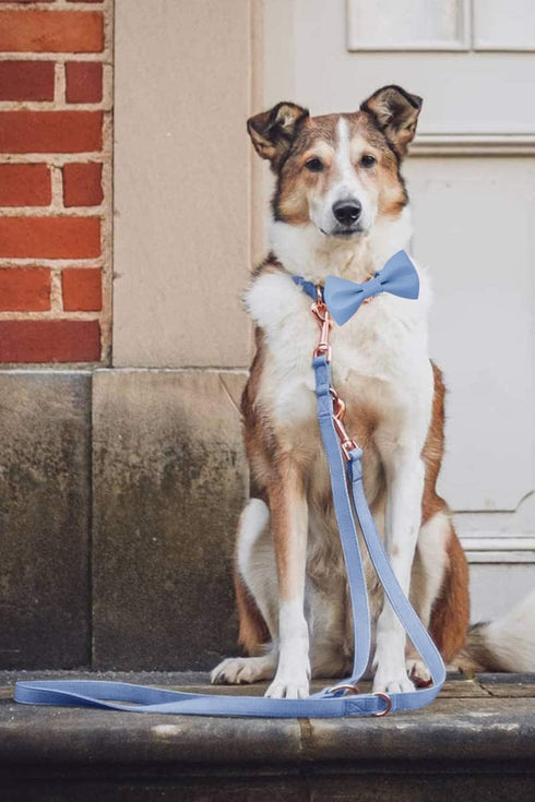 Soft Leather Bowtie Dog Collar, Adjustable Cute Bow Tie Collar with Stylish Rose Gold Heavy Duty Metal Buckle for Dogs