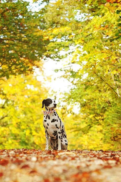 Elegant Little Tail Fall Dog Collar, Adjustable Soft Bow Tie Collar for Male or Female Small Dogs