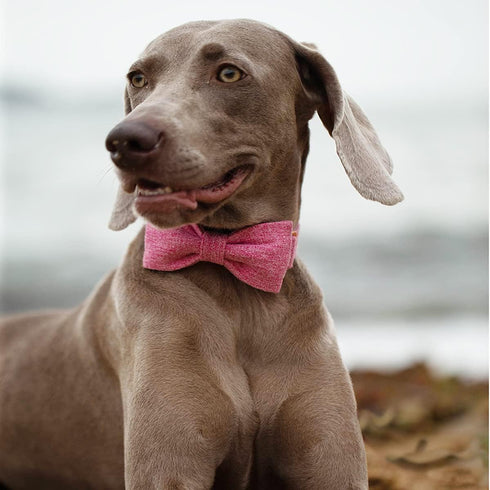 DOGWONG Hemp Cotton Dog Collar with Bow, Durable Adjustable Pink Collar for Small, Medium, Large Dogs