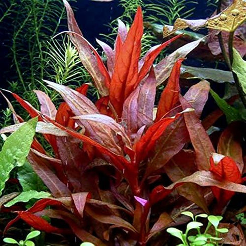Aquatic Discounts Alternanthera - RED Live Aquarium Plant, 1 Bundle 5-6 in. Great for