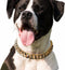 Cuban Link Dog Collar - Light Metal Gold Chain Necklace, 3/4 inch Wide, 20 inches, Cute Fashion for Frenchie, Bully,