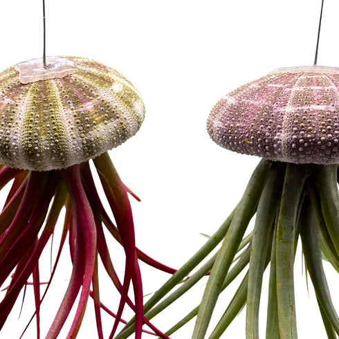 BubbleBlooms Large Hanging Tillandsia Jellyfish Plant