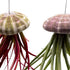 BubbleBlooms Large Hanging Tillandsia Jellyfish Plant