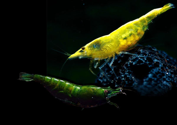 Swimming Creatures Premium Neocaridina Shrimp Fun Two-Color Combo for a Vibrant Aquarium
