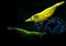 Swimming Creatures Premium Neocaridina Shrimp Fun Two-Color Combo for a Vibrant Aquarium