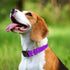 Taglory Purple Reflective Adjustable Dog Collars for Small Medium Large Dogs, Thin Nylon Webbing and Quick Release