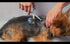 SCAREDY CUT Silent Pet Grooming Kit for Dog, Cat, and All Pets - Quiet Alternative for Sensitive Pets (Right-Handed