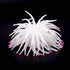 Mallofusa Artificial Sea Anemone – Silicone Fish Tank Decoration Ornament (White)