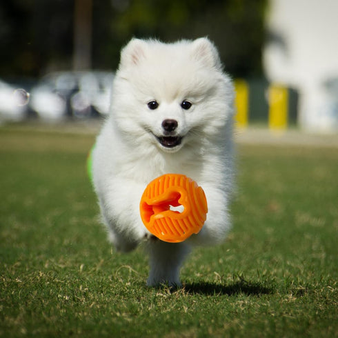 Hank & Harley Dog Toy Treat Ball - Food & Treat Dispensing, Fetching and Chewing Toys, Durable, Dishwasher Safe (Ball)