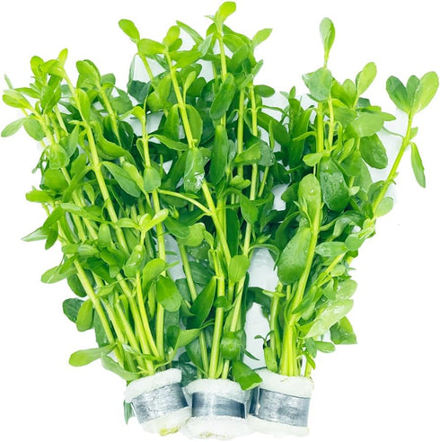 Generic Bacopa Monnieri (3-Count) Live Freshwater Aquarium Stem Plant | Hardy, Versatile, Fast-Growing