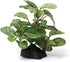 2 Piece Realistic Faux Silk Aquarium Ficus Tree Cool Small Betta Fish Tank Grass Fake Artificial Plants Plastic Decorations Ornament by Otimark