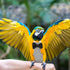 4Pcs balacoo Washable Bird Diapers Reusable Lightweight Flight Suit Liners Breathable Skin-Friendly Bird Costume