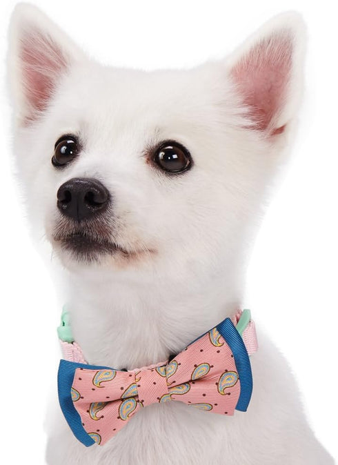 Blueberry Pet Gift Box with 2 Handmade Dog Cat Bow Tie, Paisley Designer Bowtie Set, 4" x 2.5"