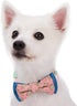 Blueberry Pet Gift Box with 2 Handmade Dog Cat Bow Tie, Paisley Designer Bowtie Set, 4" x 2.5"