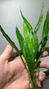 3X Marcus Fish Tanks - Java Fern Microsorum Pteropus Easy Live Aquarium Plants Aquatic Fish Tank Plants
