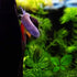 PLANTEREST BUY2GET1FREE | Hornwort Ceratophyllum Demersum Live Aquarium Plant Easy for Beginner Tropical Pond Aquatic