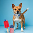 4th Lionet Paws of July Dog Collar- Cute Blue Red Popsicle Dog Collars with Plastic Buckle and Icecream Pendant, Light