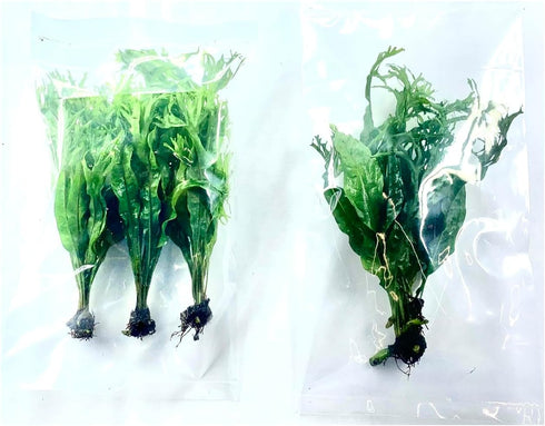 2 1 Marcus Fish Tanks Java Fern Windelov Microsorum pteropus Lace Java Fern Live Aquarium Plants for Aquatic Freshwater
