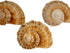 3 2"-3" 1.75"-2" Hermit Crab Shells | Shells for Hermit Crabs | Rapana Shells | Opening Size Approx. | Hermit Crab