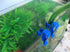 AKOAK 3 Pcs Multi-Functional Fish Tank Hose Support, Blue Mounting Water Pipe Clip