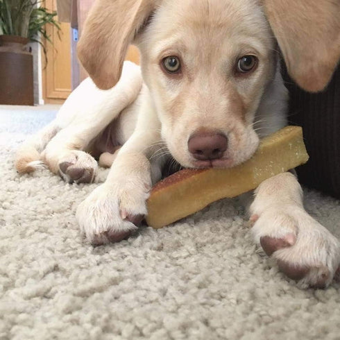 Natural Himalayan Yak Cheese Dog Chews - Long Lasting Treats for All Dog Sizes, Ideal for Aggressive Chewers, Medium, 2