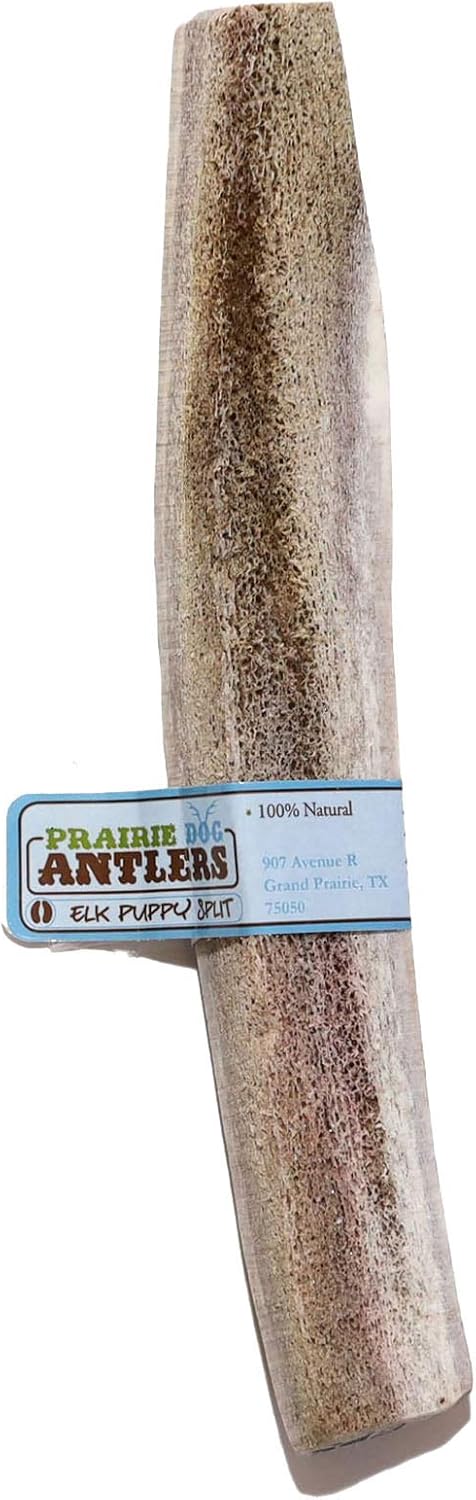 Prairie Dog Antlers, North American Split Elk Antler, SMALL, 4-5.5 inches