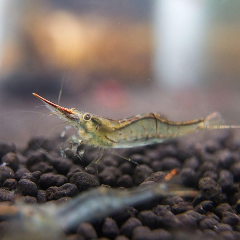 8 Pack Rudolph Shrimp Shrimp - Live Live Shrimp Live Shrimp Freshwater Freshwater Shrimp Shrimp Live