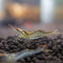 8 Pack Rudolph Shrimp Shrimp - Live Live Shrimp Live Shrimp Freshwater Freshwater Shrimp Shrimp Live