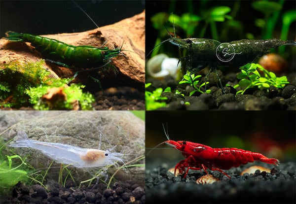 Swimming Creatures 10 Pack Christmas Mix Shrimp! Red/Green/Amano-Snow Freshwater Aquarium Shrimp Live