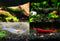 Swimming Creatures 10 Pack Christmas Mix Shrimp! Red/Green/Amano-Snow Freshwater Aquarium Shrimp Live