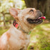 Leashboss Martingale Collar for Dogs - Reflective Nylon Training Collar for Large, Medium, and Small Dogs
