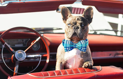 Summer Cotton Plaid Dog Collar with Bow Tie - Comfortable Cute Pet Collar for Small, Medium, and Large Dogs