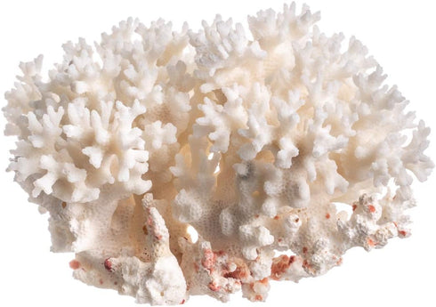 White Sea Coral | 4-5" Lace Coral Pocillopora Damicornis | Plus Free