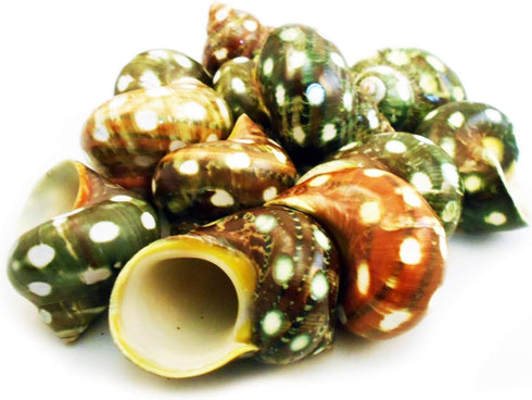 Florida Shells and Gifts Set of 12 Large Spotted Turbo Shells Seashell 2"+ Size (7/8"-1 1/8"