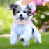 Bling Dog Collars for Large Female Dogs, Diamond Fancy Crystal Glitter Rhinestone Collars, Pink, L