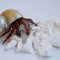 Begeterday Hermit Crab Accessories, 1.6oz Cuttlebone Small Particles for Hermit Crabs