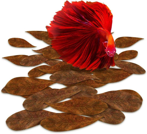 SunGrow 50 Pcs Mini Catappa Indian Almond Leaves for Betta Fish Aquarium, Improves Habitat and Lowers pH